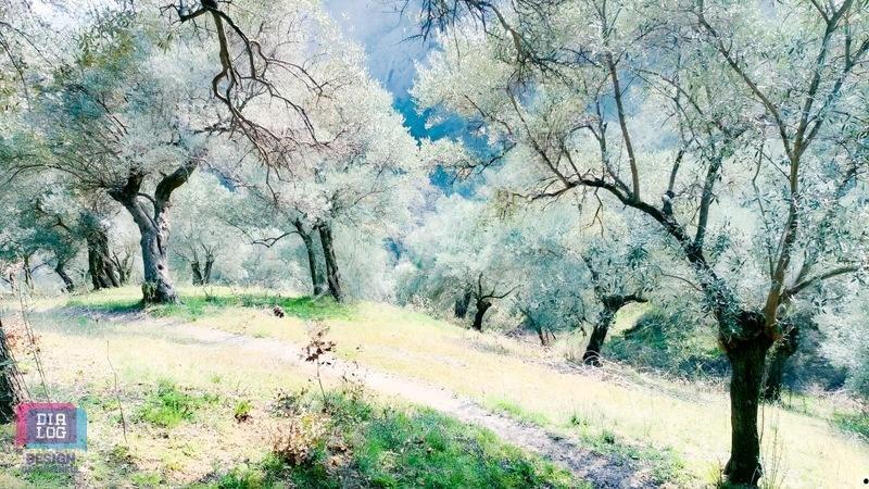Aydın Köşk Başçayırda Satılık, Verimli Zeytinlik — fotoğraf 24