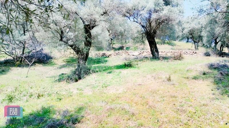 Aydın Köşk Başçayırda Satılık, Verimli Zeytinlik — fotoğraf 26
