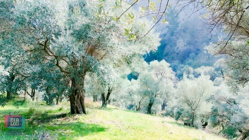 Aydın Köşk Başçayırda Satılık, Verimli Zeytinlik — fotoğraf 27