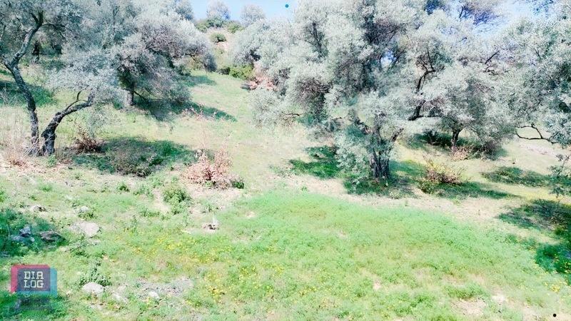 Aydın Köşk Başçayırda Satılık, Verimli Zeytinlik — fotoğraf 28