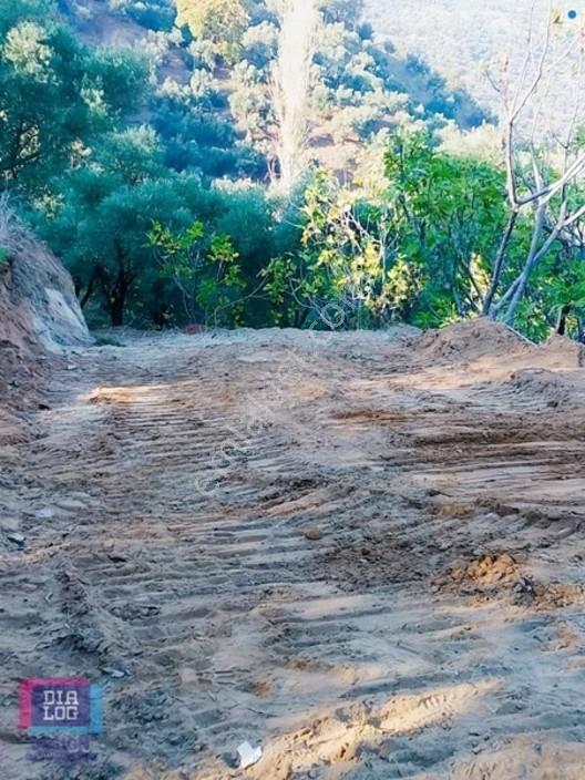 Aydın Köşk Başçayırda Satılık, Verimli Zeytinlik — fotoğraf 29