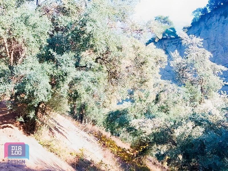 Aydın Köşk Başçayırda Satılık, Verimli Zeytinlik — fotoğraf 30