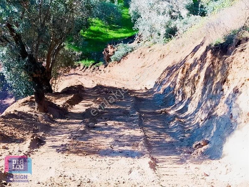 Aydın Köşk Başçayırda Satılık, Verimli Zeytinlik — fotoğraf 31