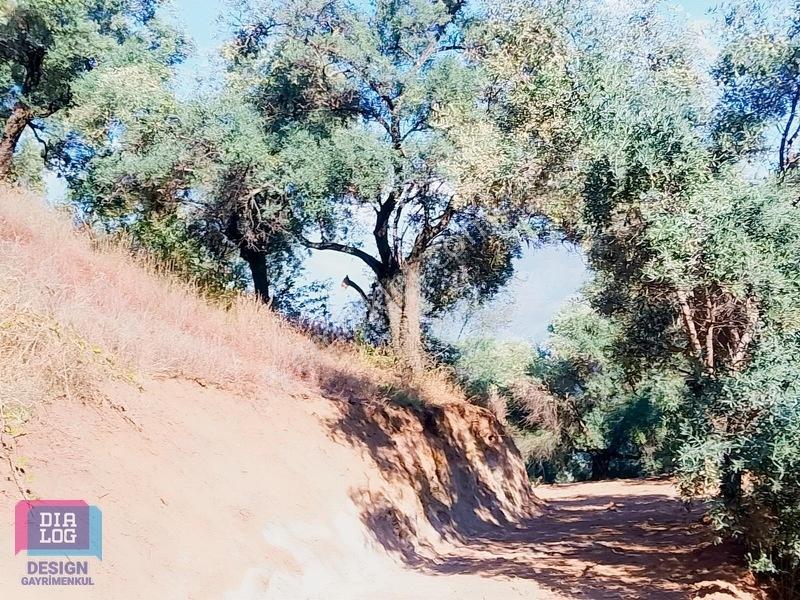 Aydın Köşk Başçayırda Satılık, Verimli Zeytinlik — fotoğraf 32