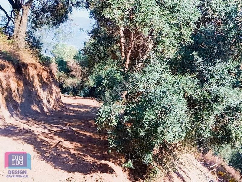 Aydın Köşk Başçayırda Satılık, Verimli Zeytinlik — fotoğraf 33