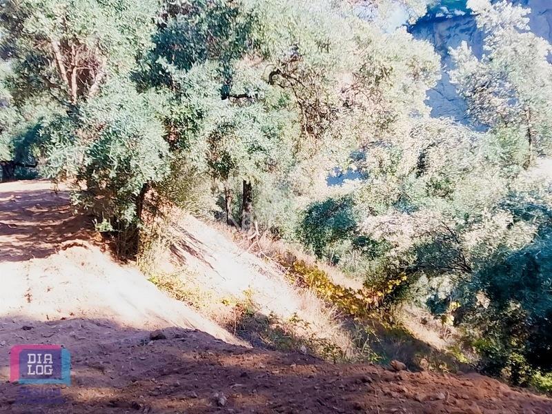 Aydın Köşk Başçayırda Satılık, Verimli Zeytinlik — fotoğraf 34