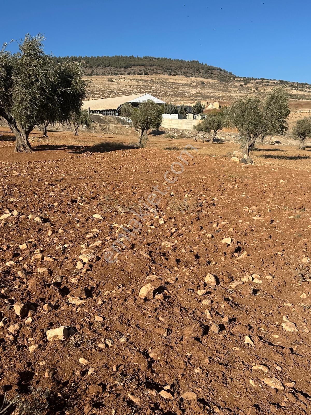 Çözüm Gayrimenkul A 3 Arsa — fotoğraf 6
