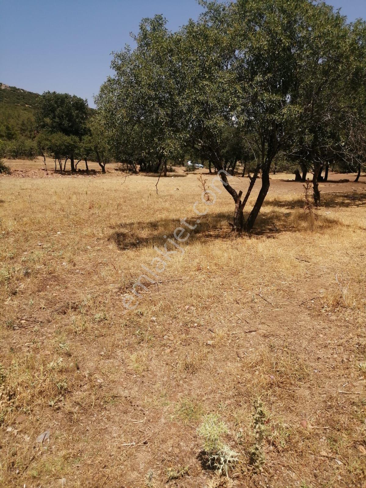 Acıpayam Satılık Tarla — fotoğraf 2