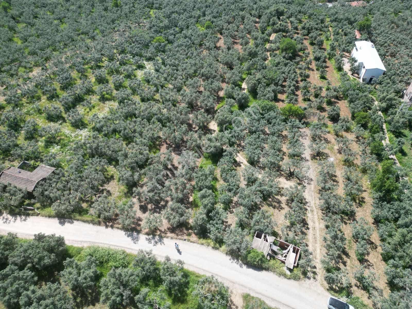 İmar Sınırına Sıfır Yatırımlık Zeytinlik (33 Ağaç) — fotoğraf 4