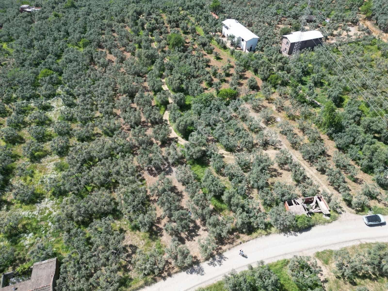 İmar Sınırına Sıfır Yatırımlık Zeytinlik (33 Ağaç) — fotoğraf 5