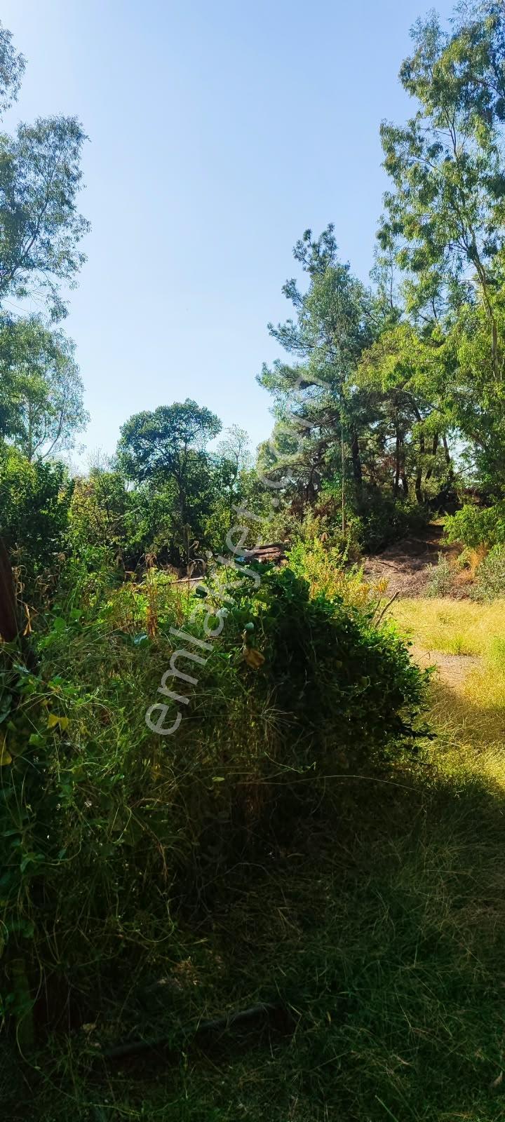 Muğlakarabörtlen'de 4 Ayrı Tapulu, Doğayla İç İçe Satılık Arazi — fotoğraf 11