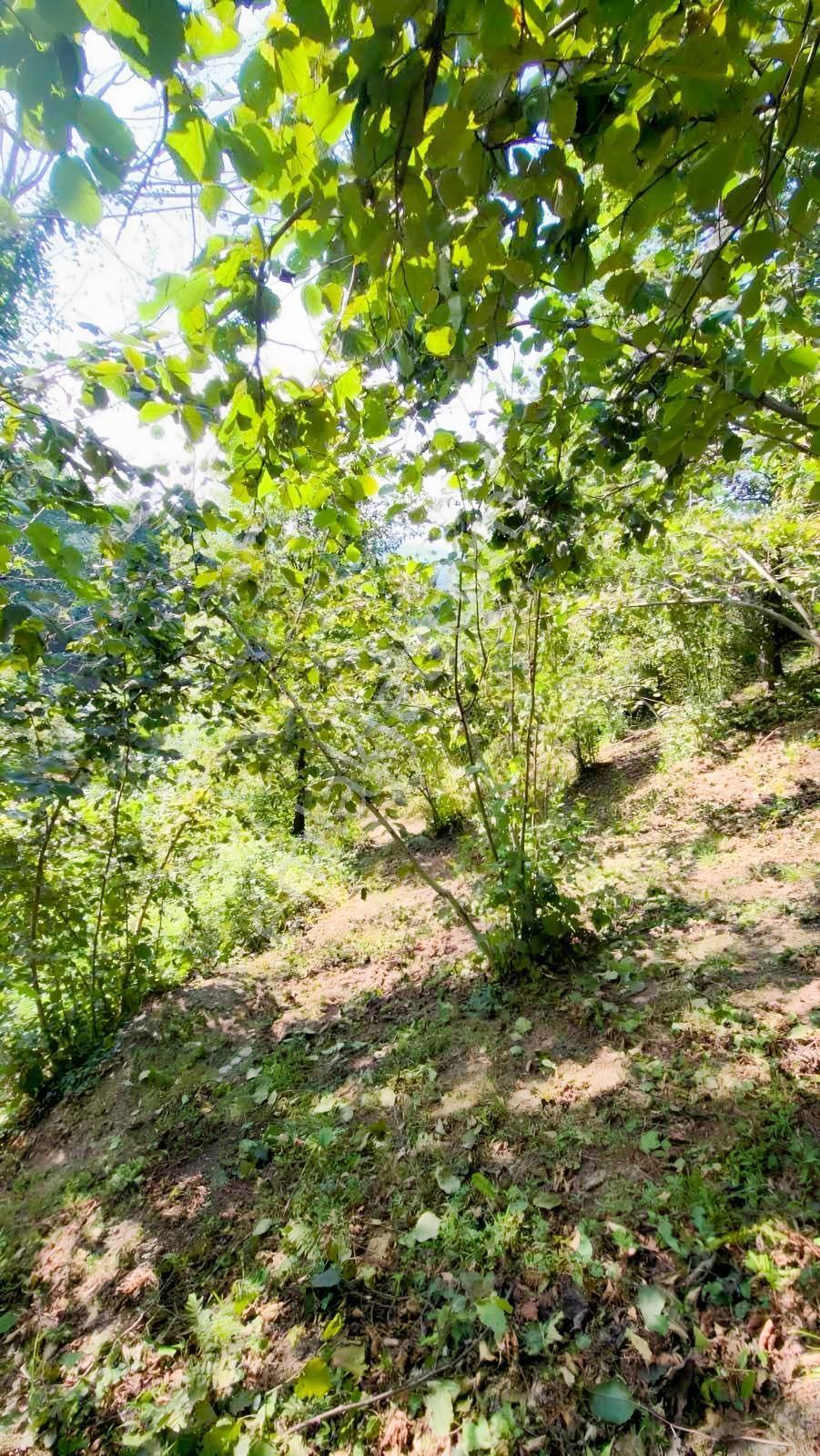 Realty World Altunyurt Mah.4600 M2 Satılık Fındık Bahçesi — fotoğraf 5