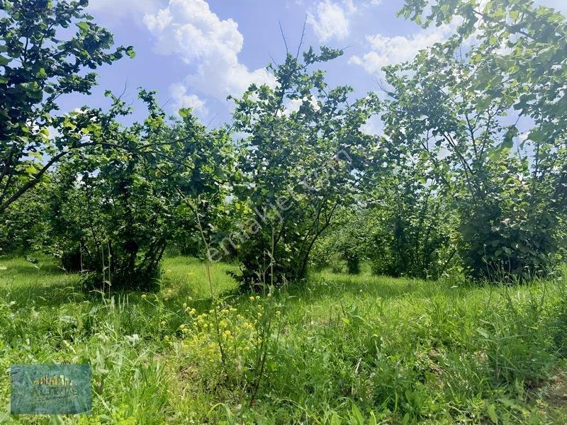 Taşburun Yazlık Bölgesinde 5250 M2 Arsa — fotoğraf 13