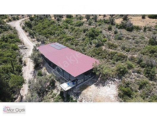 Morçiçek'ten Sasko'da Denize 180metre Mesafede Tarla&tiny House — fotoğraf 3
