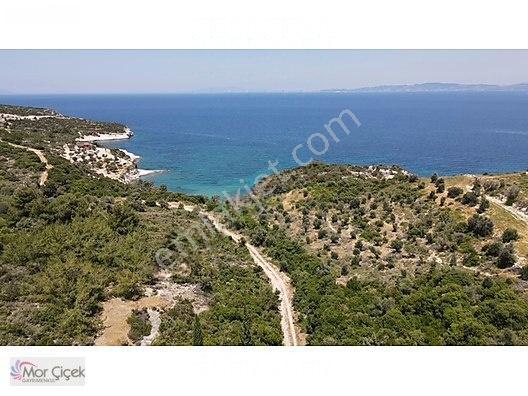 Morçiçek'ten Sasko'da Denize 180metre Mesafede Tarla&tiny House — fotoğraf 10