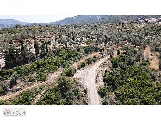 Morçiçek'ten Sasko'da Denize 180metre Mesafede Tarla&tiny House — fotoğraf 18