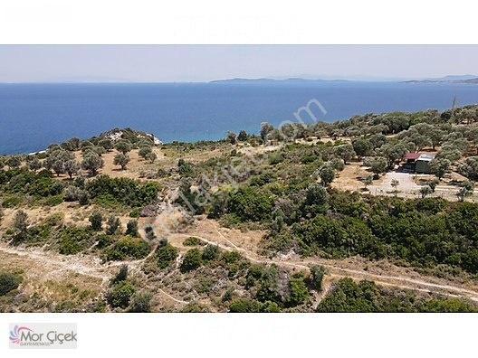 Morçiçek'ten Sasko'da Denize 180metre Mesafede Tarla&tiny House — fotoğraf 20