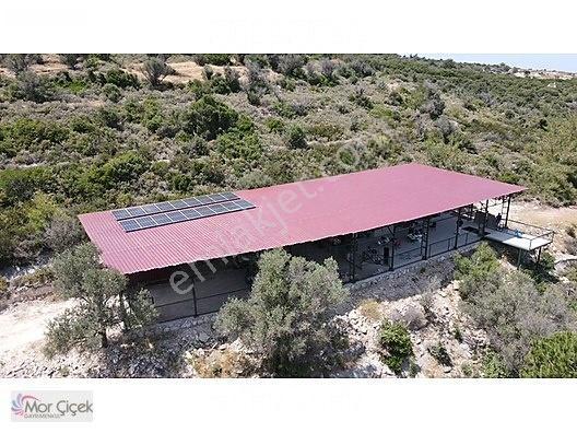 Morçiçek'ten Sasko'da Denize 180metre Mesafede Tarla&tiny House — fotoğraf 21