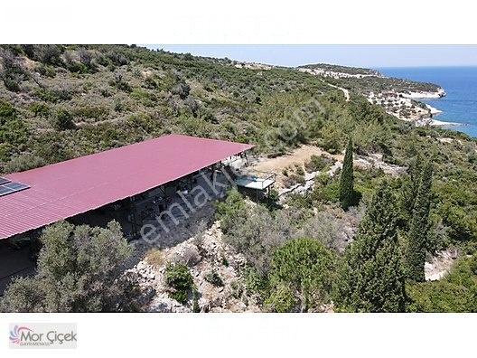 Morçiçek'ten Sasko'da Denize 180metre Mesafede Tarla&tiny House — fotoğraf 22