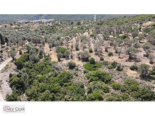 Morçiçek'ten Sasko'da Denize 180metre Mesafede Tarla&tiny House — fotoğraf 24