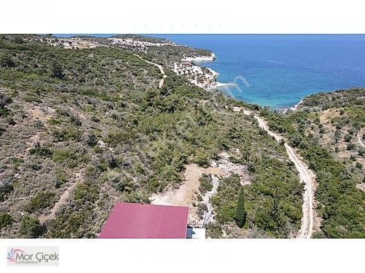 Morçiçek'ten Sasko'da Denize 180metre Mesafede Tarla&tiny House — fotoğraf 25