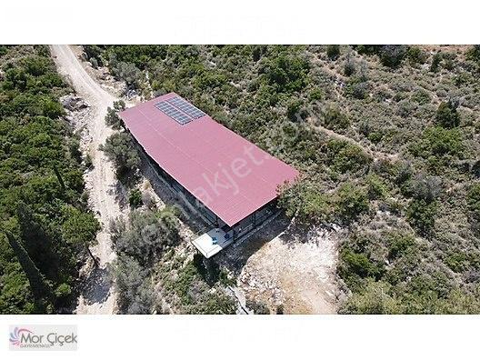 Morçiçek'ten Sasko'da Denize 180metre Mesafede Tarla&tiny House — fotoğraf 26