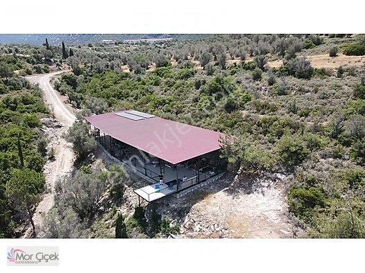 Morçiçek'ten Sasko'da Denize 180metre Mesafede Tarla&tiny House — fotoğraf 27