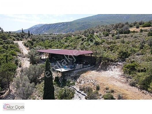 Morçiçek'ten Sasko'da Denize 180metre Mesafede Tarla&tiny House — fotoğraf 28