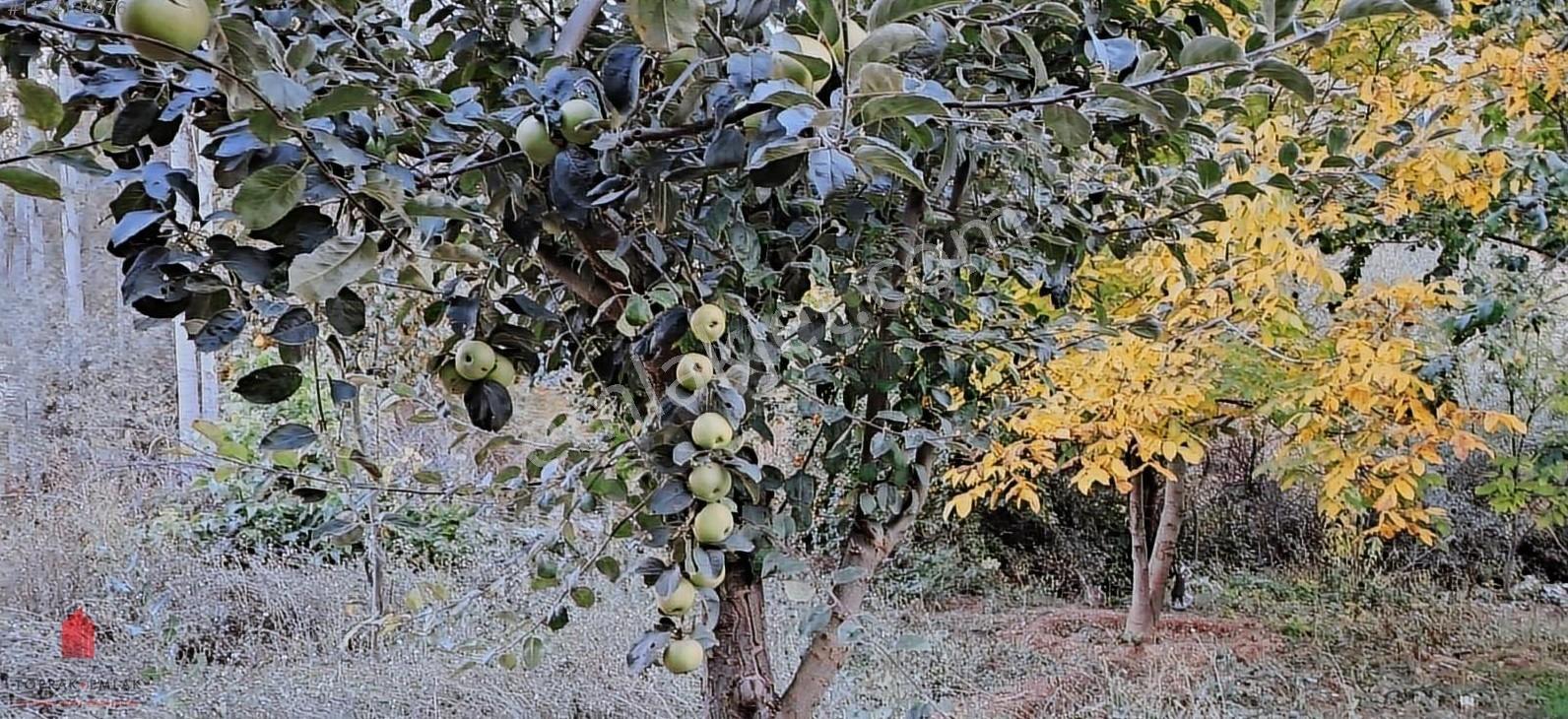 Başarakavak'ta Dere Kenarı 1120m2 Satılık Meyve Bahçesi — fotoğraf 2