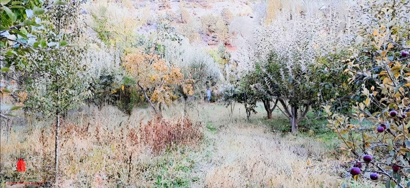 Başarakavak'ta Dere Kenarı 1120m2 Satılık Meyve Bahçesi — fotoğraf 4