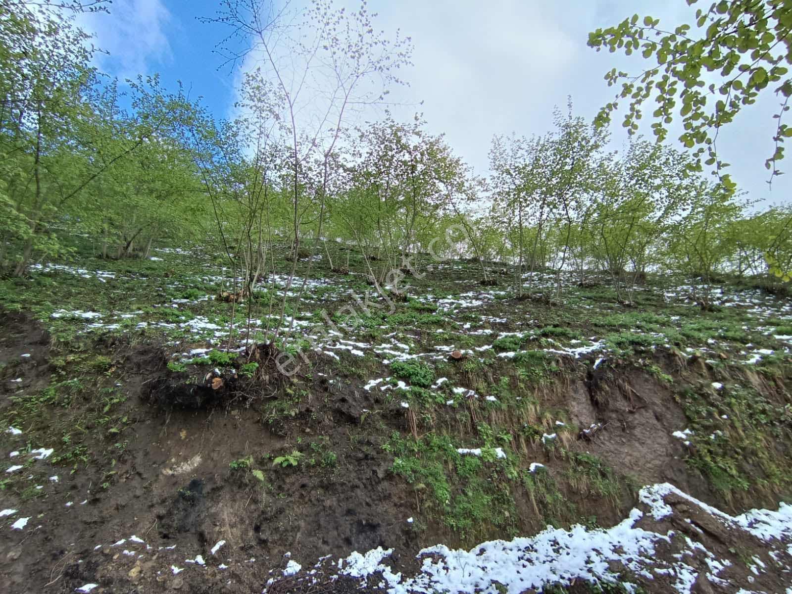 Mağmat'ta Satılık Arazi — fotoğraf 2