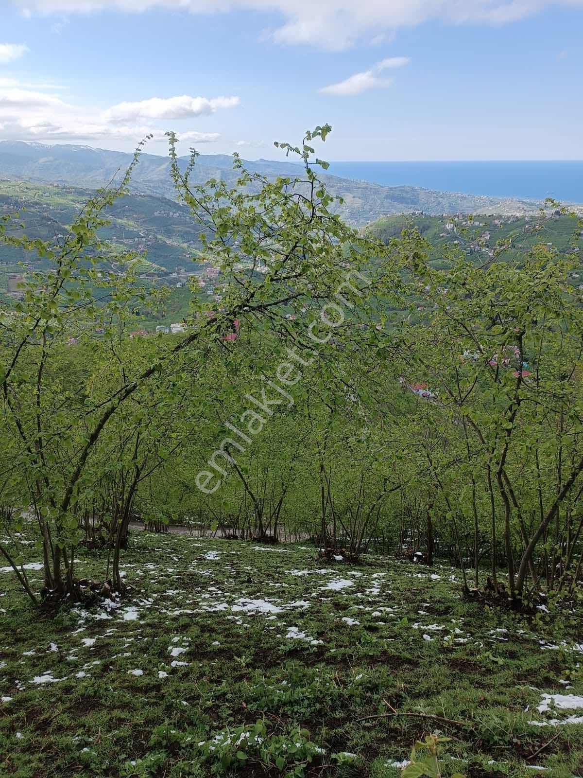 Mağmat'ta Satılık Arazi — fotoğraf 3