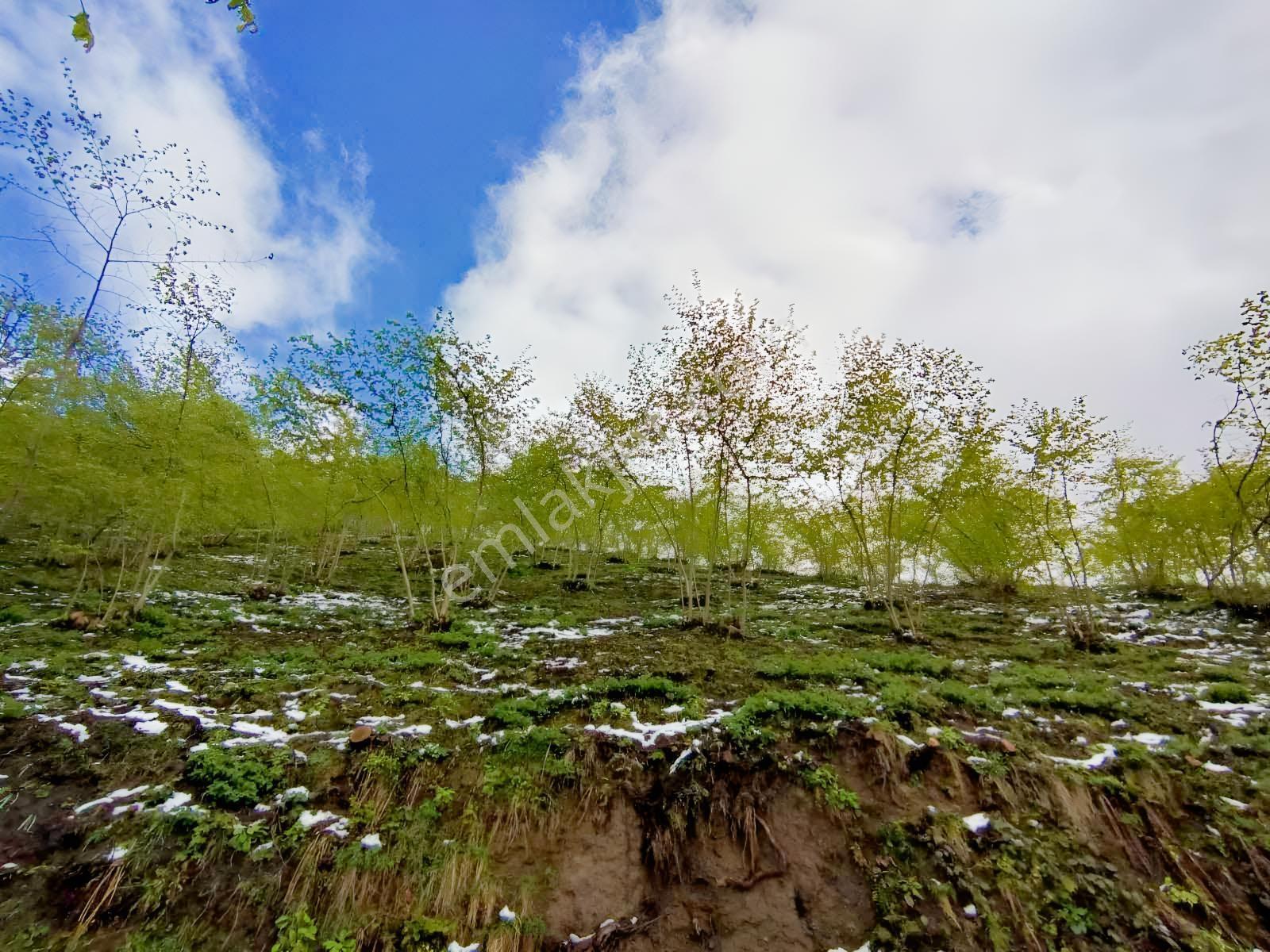 Mağmat'ta Satılık Arazi — fotoğraf 5
