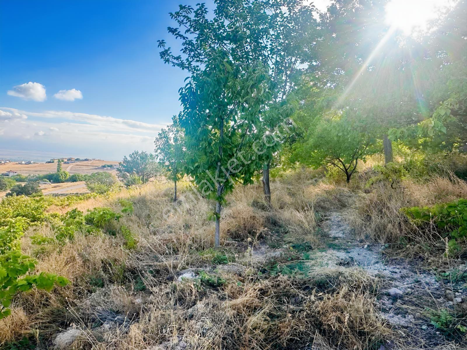 Bor Okçuda 3930 M² Evli, İmarlı Bölümlü, Üzüm Bağlı Bahçe — fotoğraf 12