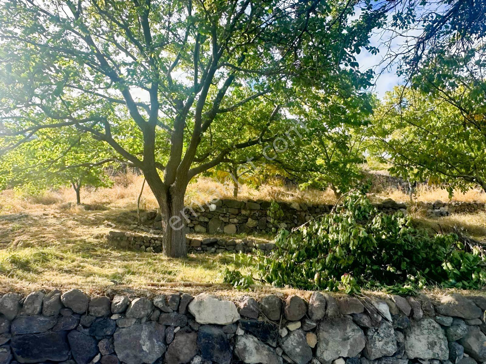 Bor Okçuda 3930 M² Evli, İmarlı Bölümlü, Üzüm Bağlı Bahçe — fotoğraf 19