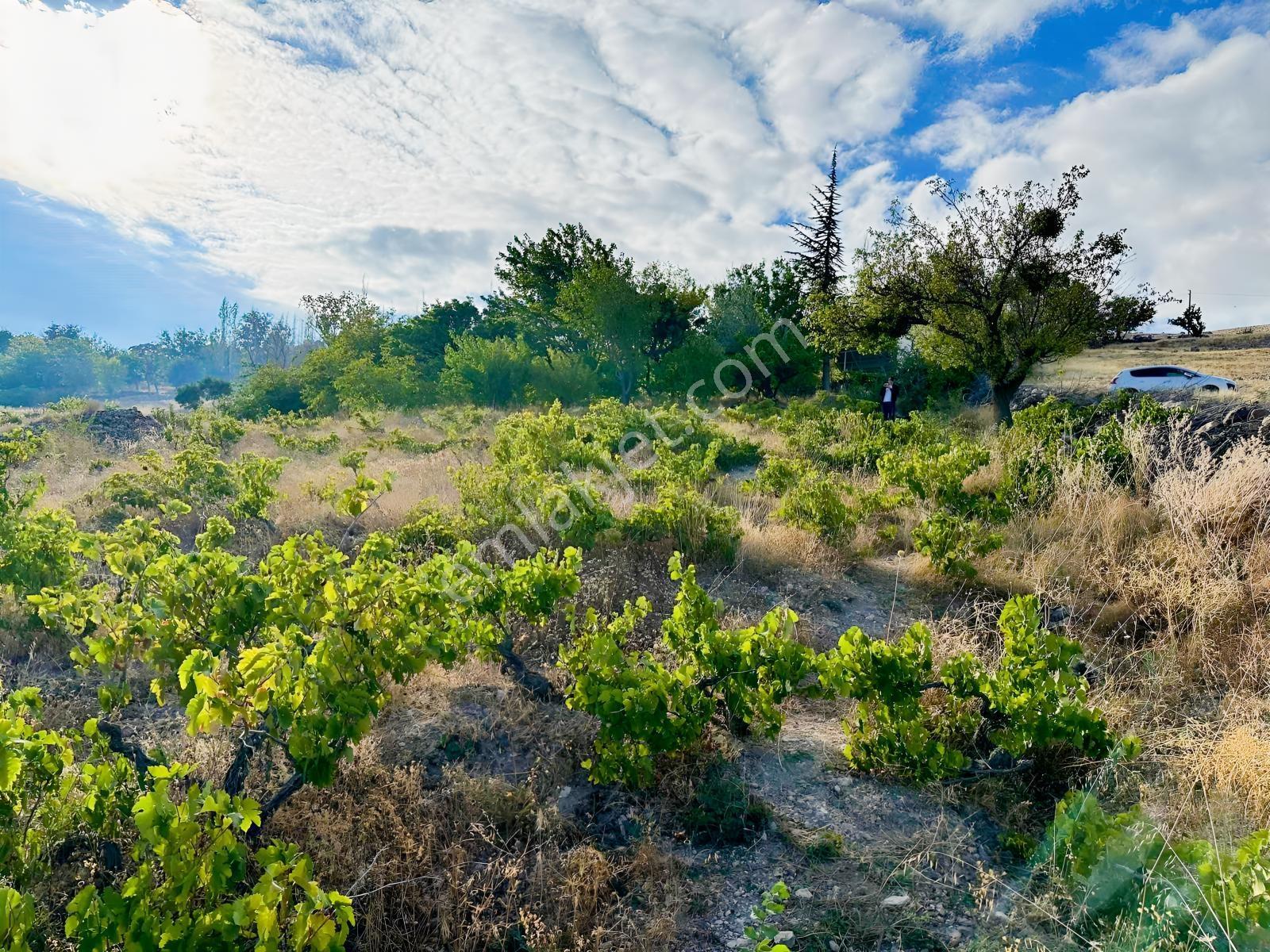 Bor Okçuda 3930 M² Evli, İmarlı Bölümlü, Üzüm Bağlı Bahçe — fotoğraf 21