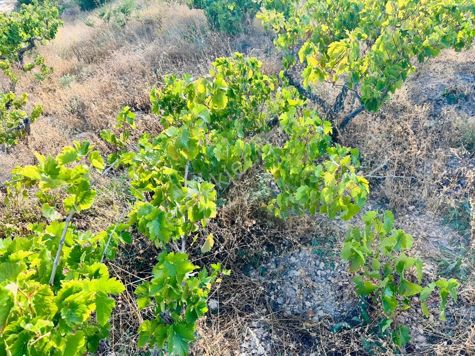 Bor Okçuda 3930 M² Evli, İmarlı Bölümlü, Üzüm Bağlı Bahçe — fotoğraf 22