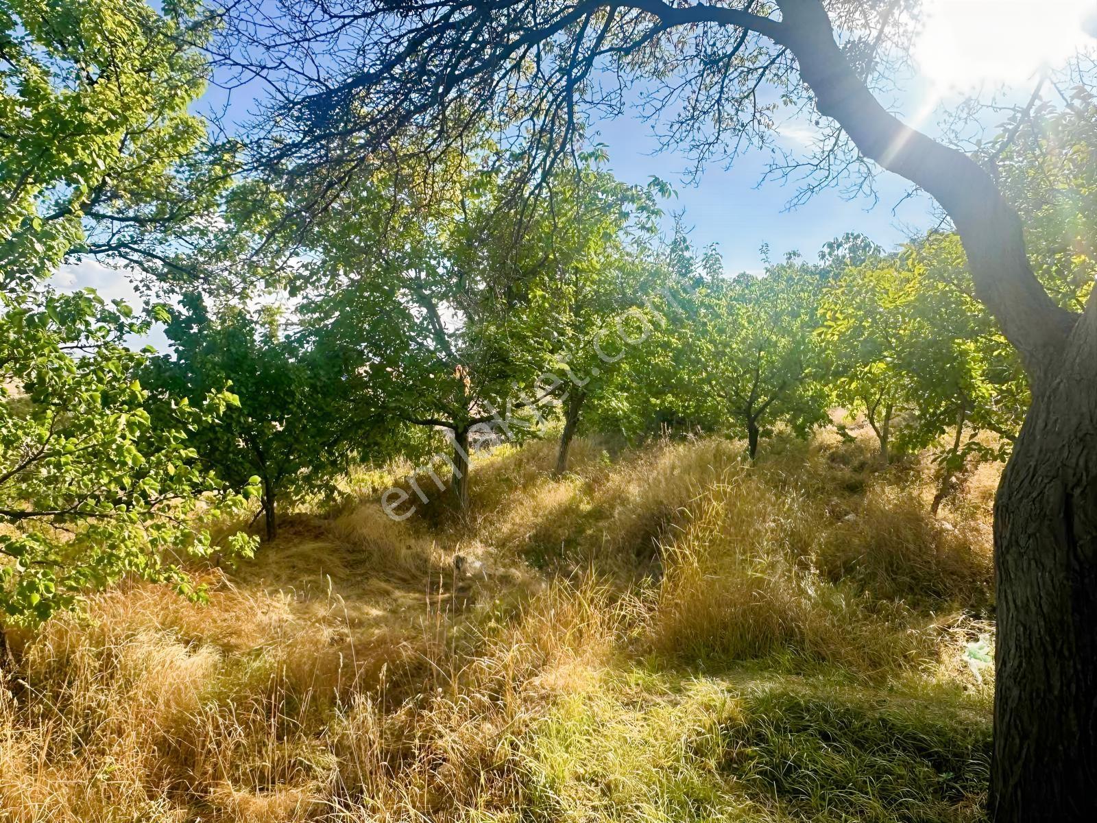 Bor Okçuda 3930 M² Evli, İmarlı Bölümlü, Üzüm Bağlı Bahçe — fotoğraf 23