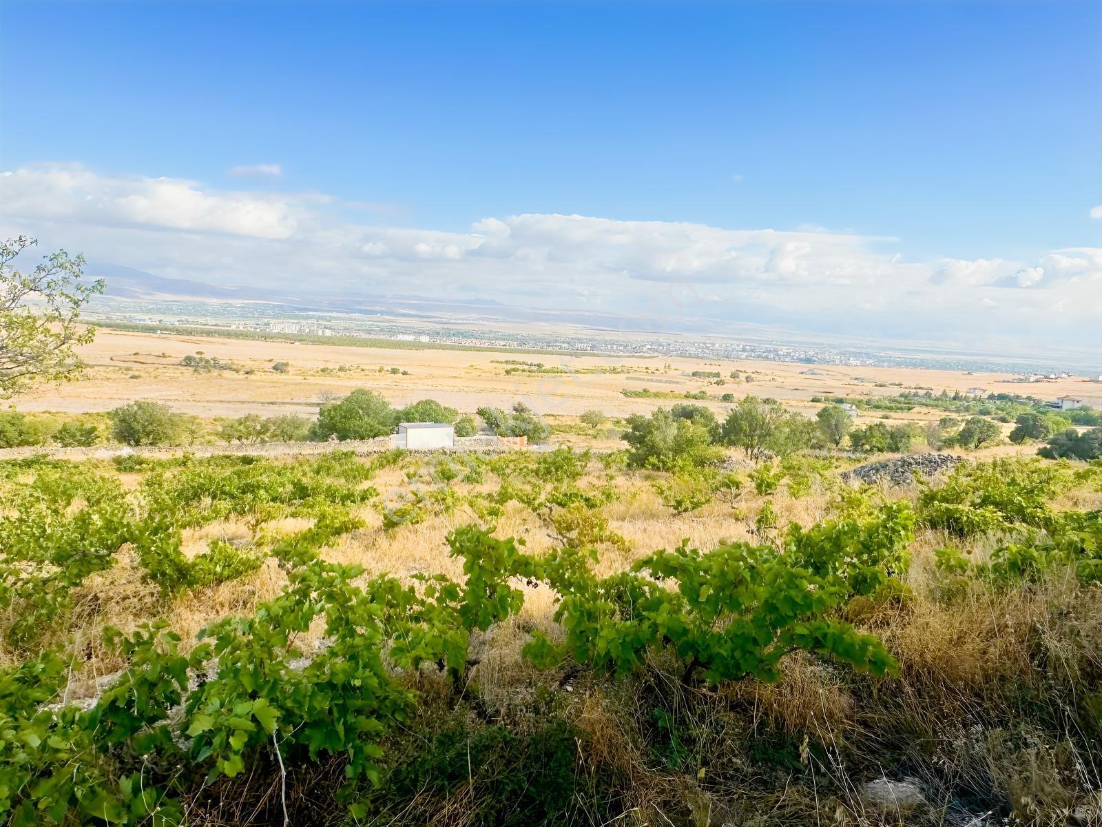 Bor Okçuda 3930 M² Evli, İmarlı Bölümlü, Üzüm Bağlı Bahçe — fotoğraf 25