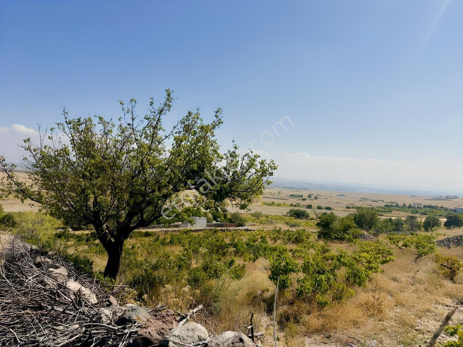 Bor Okçuda 3930 M² Evli, İmarlı Bölümlü, Üzüm Bağlı Bahçe — fotoğraf 28