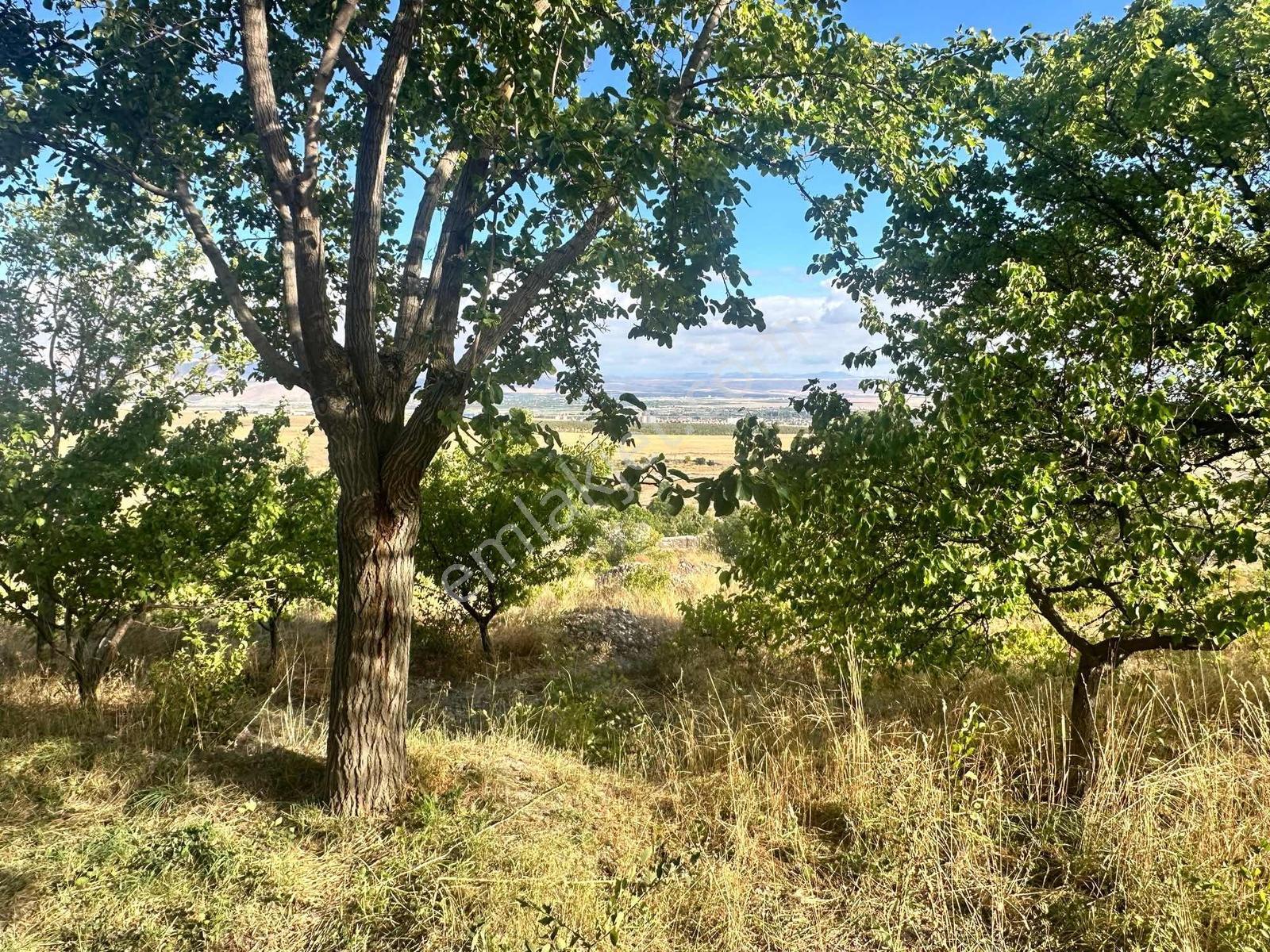 Bor Okçuda 3930 M² Evli, İmarlı Bölümlü, Üzüm Bağlı Bahçe — fotoğraf 37