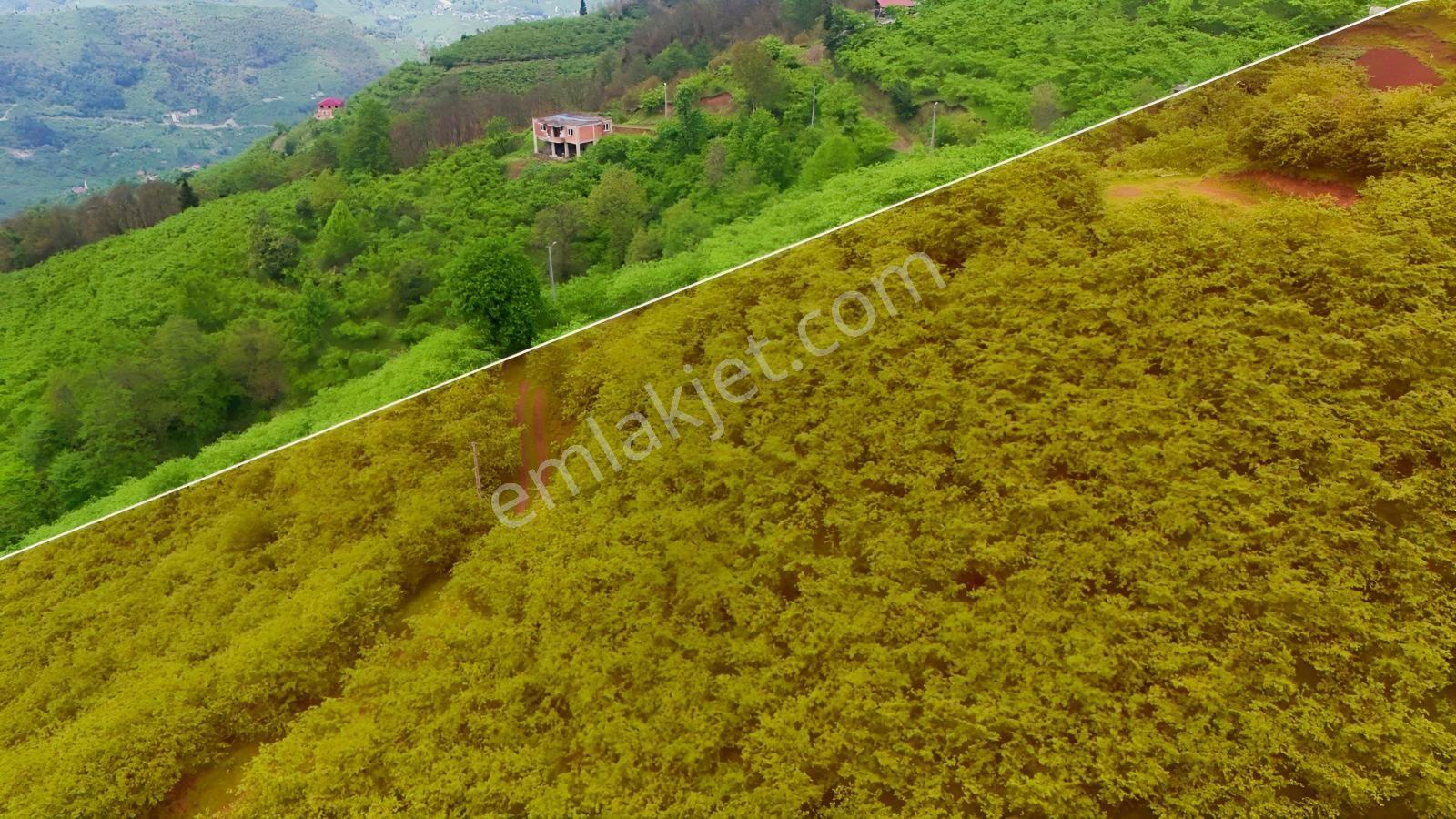 Köyüm Olsun Diyenlere! Yomra İkisu'da 15 Dönüm Satılık Arazi — fotoğraf 2