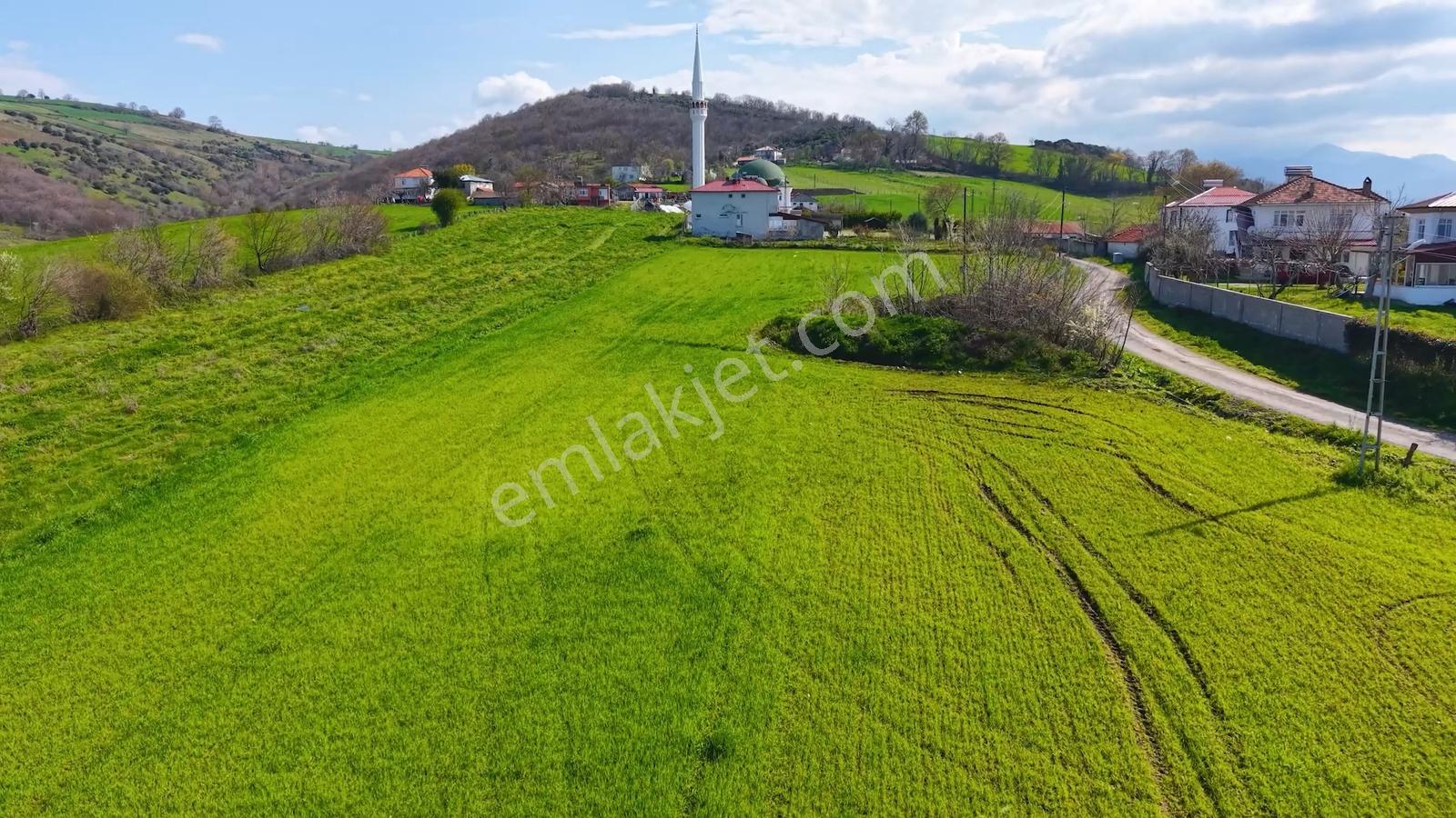 Bafra Köselide 3 Konut Potansiyelli 1.600 M² Müstakil Parsel