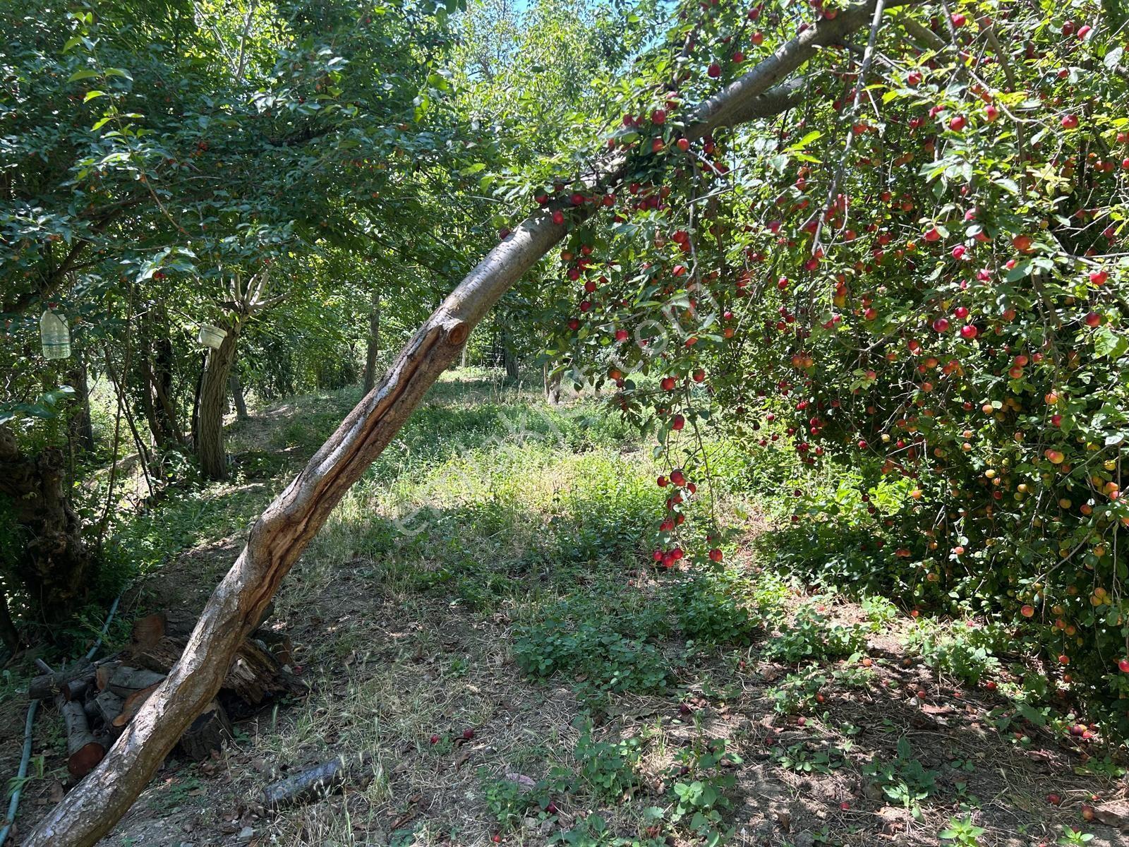 Geyve Poydularda Çok Uygun Fiyata Satılık İmarlı Arsa — fotoğraf 22