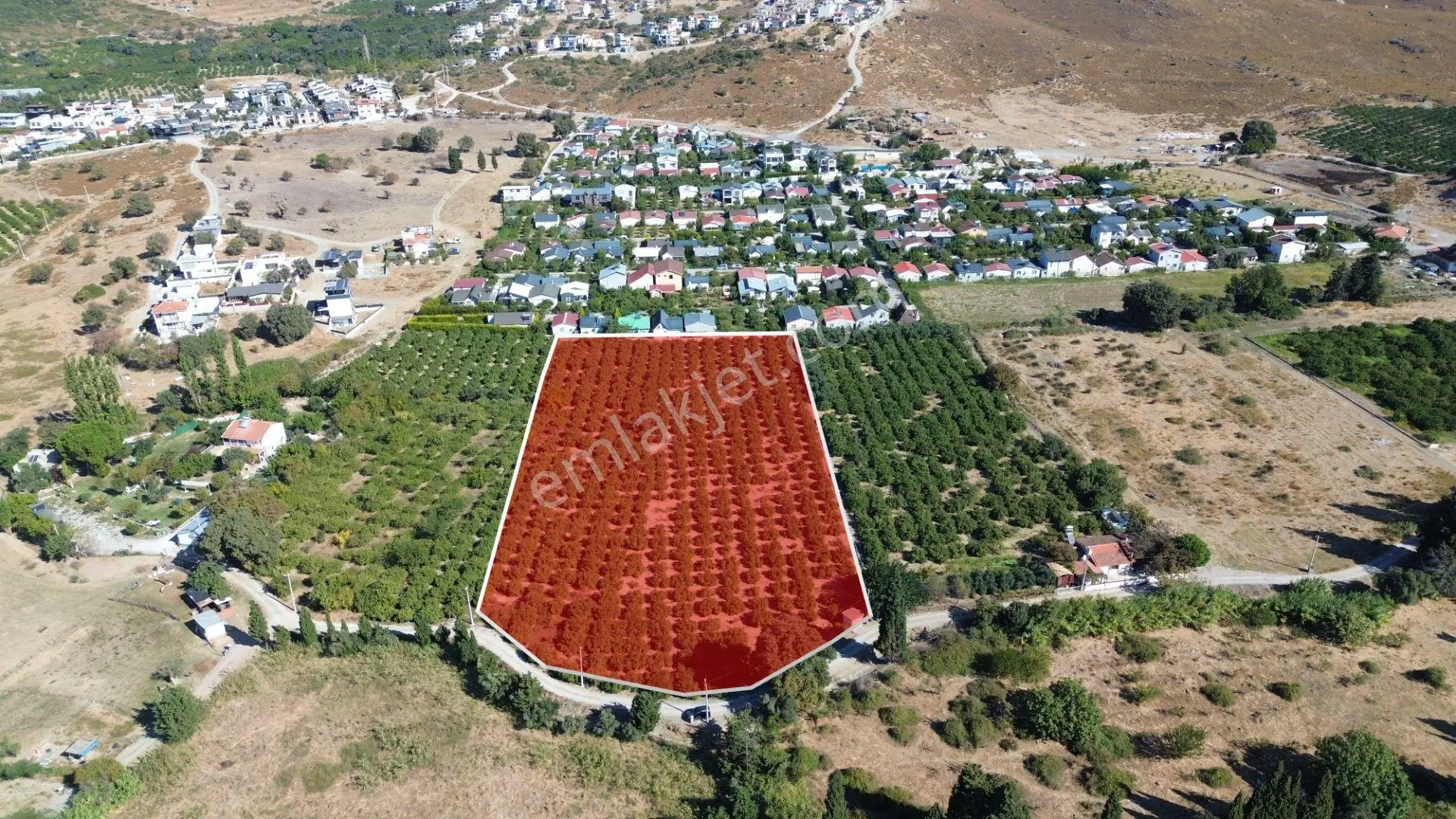 Seferihisar Sığacık Karagöl – Taşdibi Mevkiinde 6.474 M² Mandalina Bahçesi — fotoğraf 3
