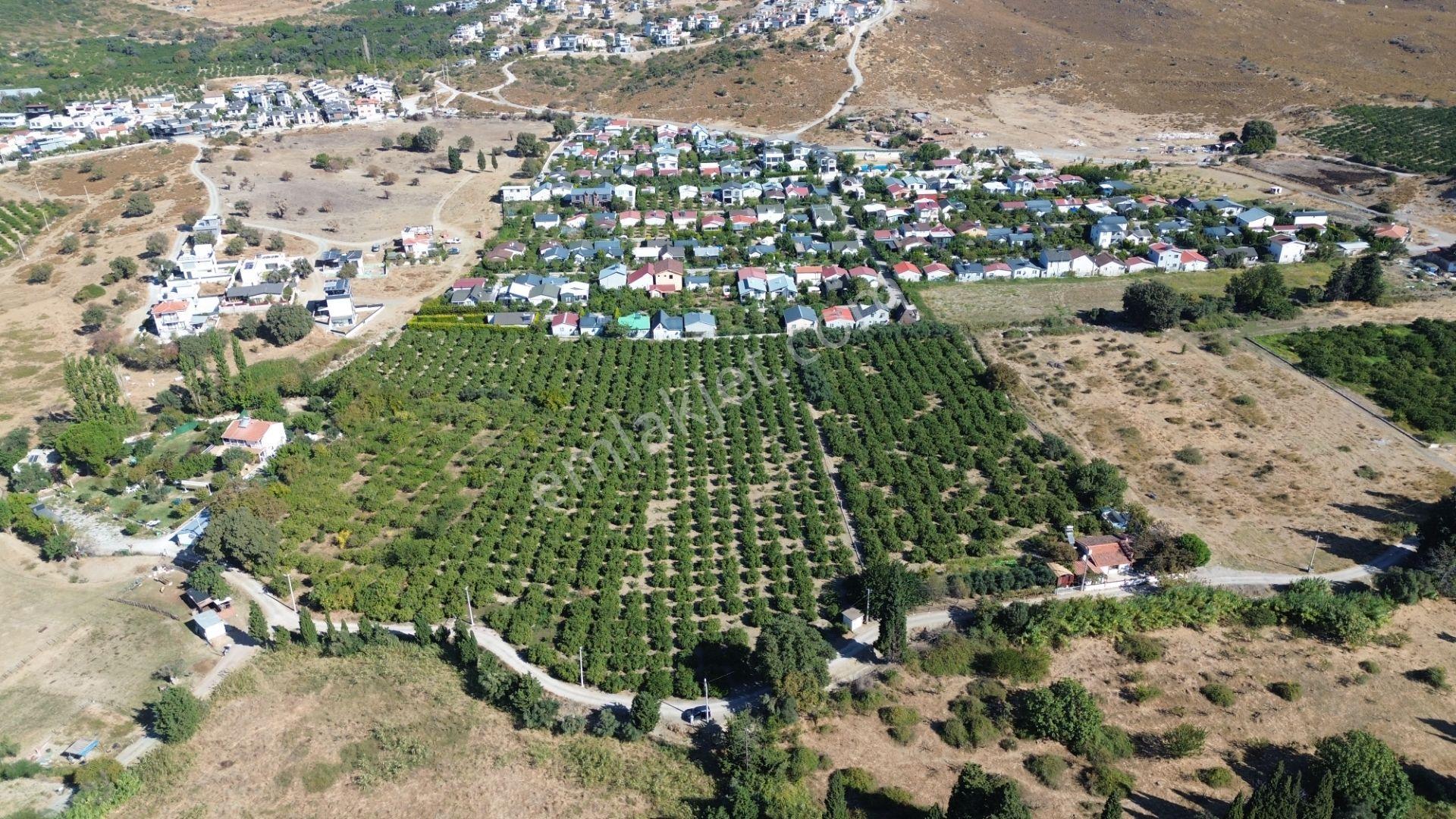 Seferihisar Sığacık Karagöl – Taşdibi Mevkiinde 6.474 M² Mandalina Bahçesi — fotoğraf 6