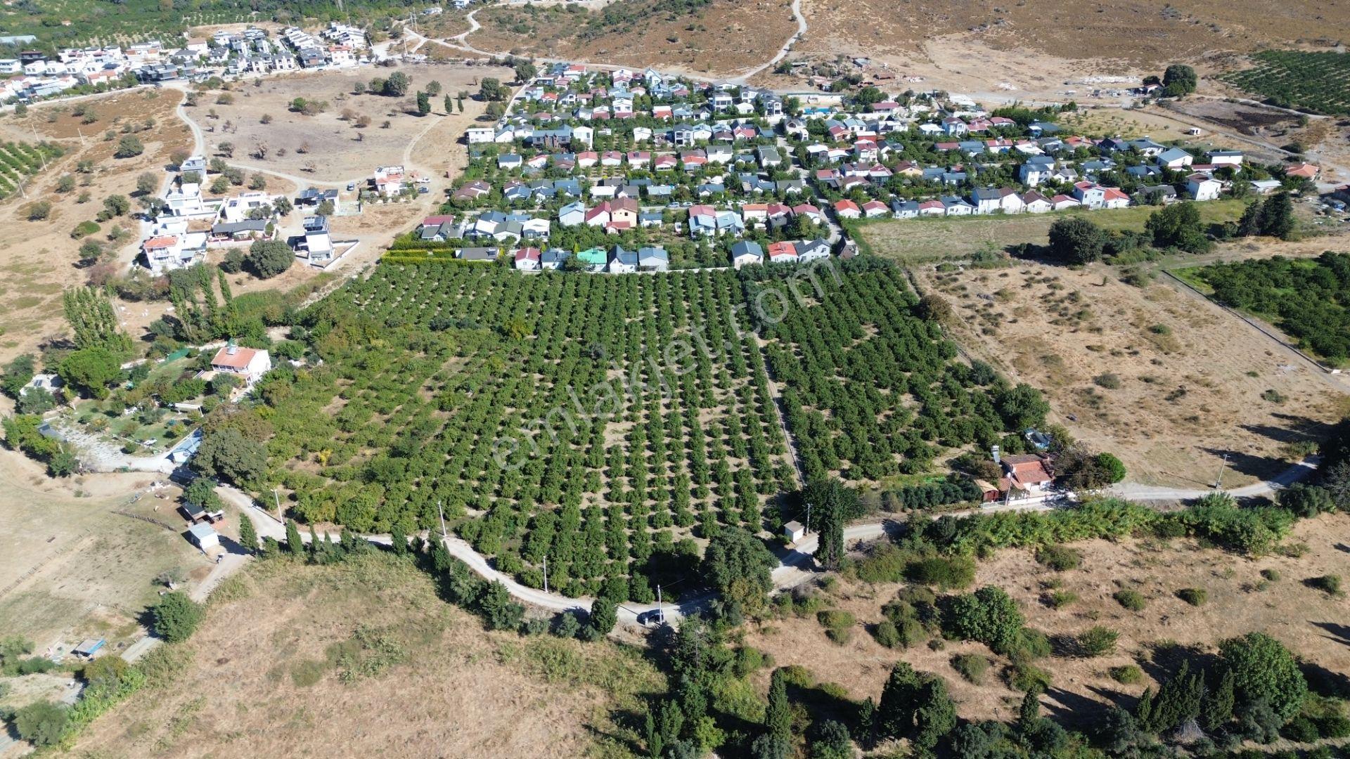 Seferihisar Sığacık Karagöl – Taşdibi Mevkiinde 6.474 M² Mandalina Bahçesi — fotoğraf 7