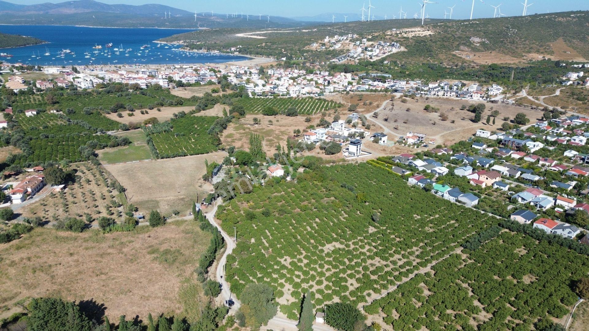 Seferihisar Sığacık Karagöl – Taşdibi Mevkiinde 6.474 M² Mandalina Bahçesi — fotoğraf 8