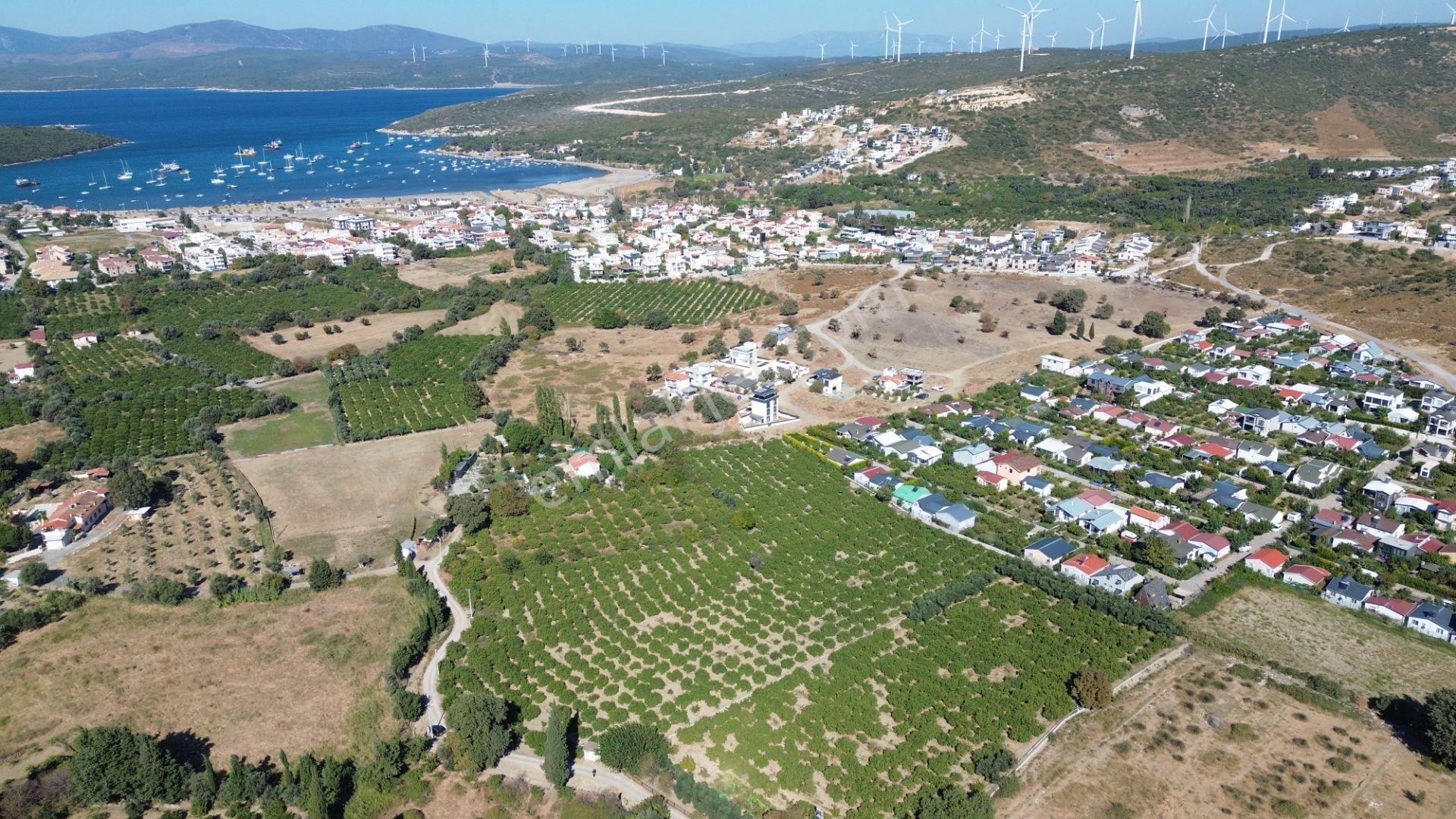 Seferihisar Sığacık Karagöl – Taşdibi Mevkiinde 6.474 M² Mandalina Bahçesi — fotoğraf 10