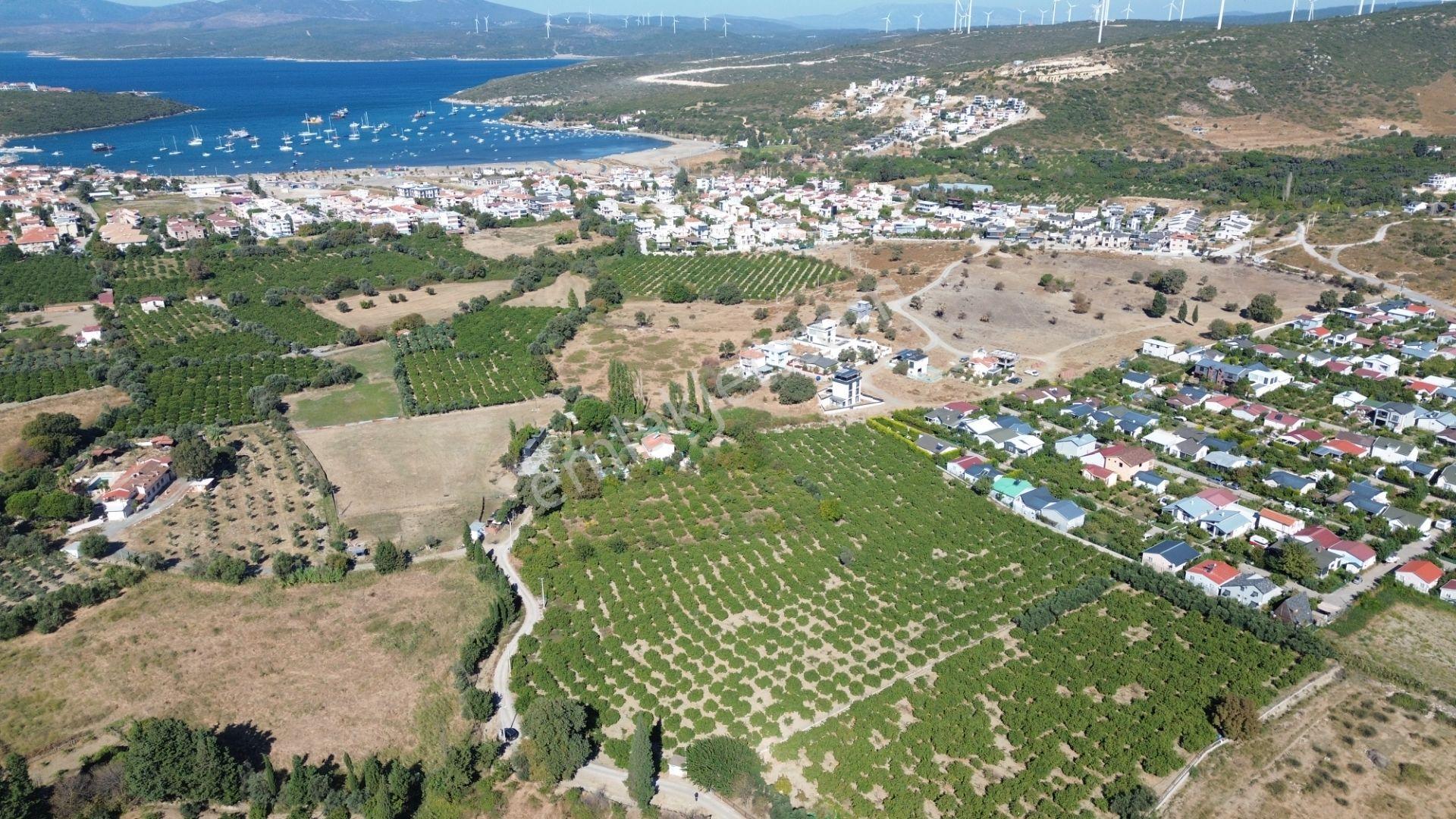Seferihisar Sığacık Karagöl – Taşdibi Mevkiinde 6.474 M² Mandalina Bahçesi — fotoğraf 12